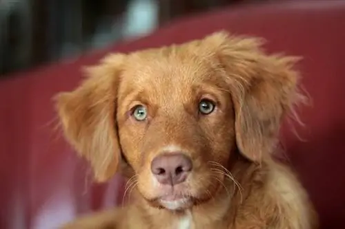 nova scotia duck pedágio retriever