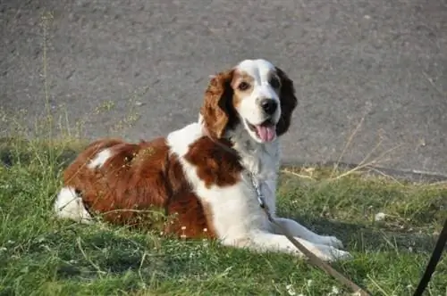 Setter irlandês vermelho e branco