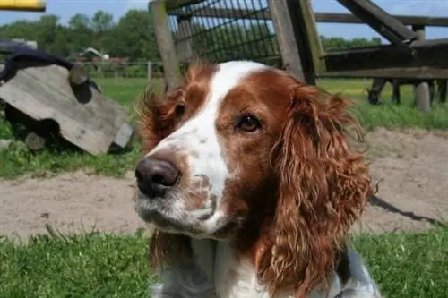 Springer Spaniel Galês