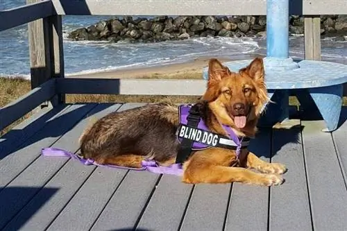 cane cieco che indossa un'imbracatura all'aperto