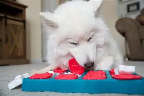 hond spelen met puzzel hondenspeelgoed