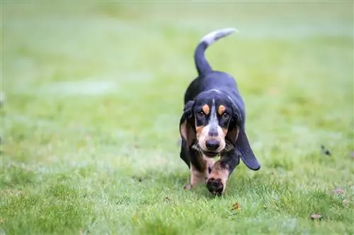 Basset azul de Gascuña / Basset azul de Gascuña