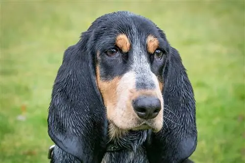 Basset Bleu de Gascogne / Blue Gascony Basset closeup