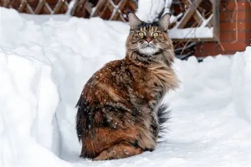 Kot Maine Coon siedzi na zaśnieżonej zamarzniętej ścieżce