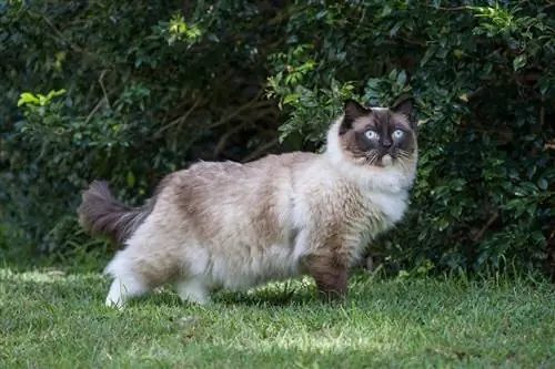 ragdoll-kat in een park die opzij kijkt