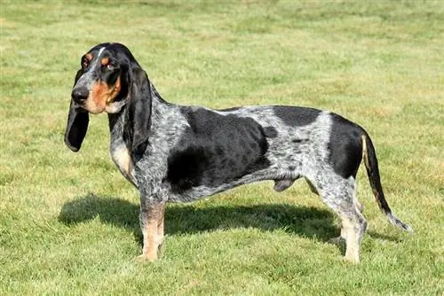 Blue Gascony Basset: суреттер, күтім бойынша нұсқаулық, темперамент & сипаттамалар