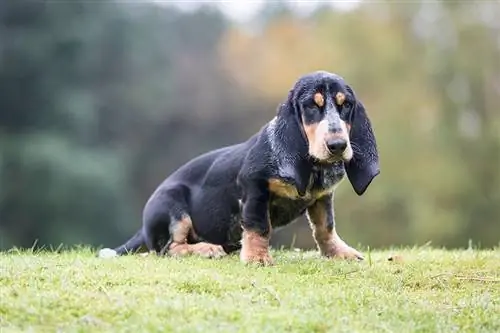 Blå Gascony Basset