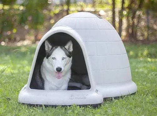 seekor anjing berbaring di rumah igloo