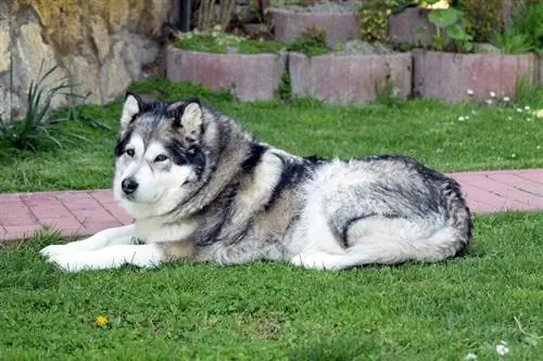 Alaskan Malamute wat op gras lê