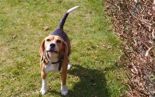 beagle hund bjeffer