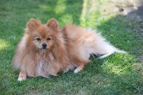 pommere hond wat op gras lê