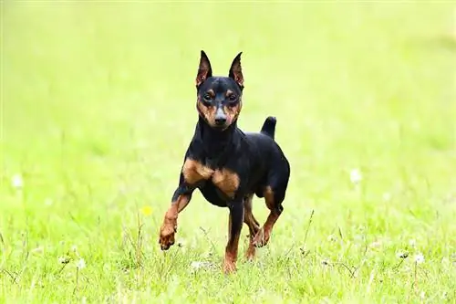 Miniatuurpinscher hardloop op die grasperk