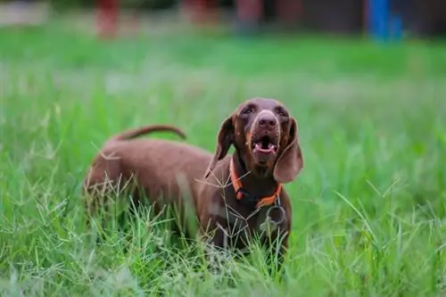 Dachshund kubwa ya kahawia ikiomboleza shambani