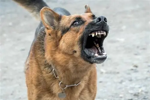 tysk shepherd bjeffer på nært hold