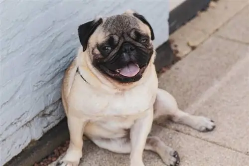 pug