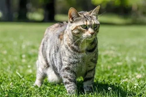 American Bobtail Cat السعر: كم تكلف في عام 2023