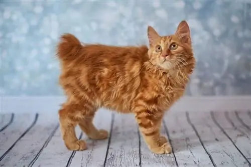 gatinho bobtail americano vermelho no estúdio