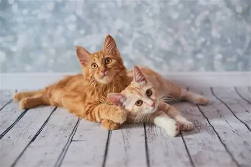 dois gatinhos bobtail americanos no estúdio