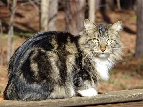 gato bobtail americano sentado em cima do muro