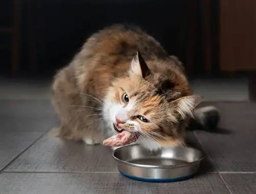 Gatos podem comer frango cru? Saúde Aprovada pelo Vet & Guia de Segurança