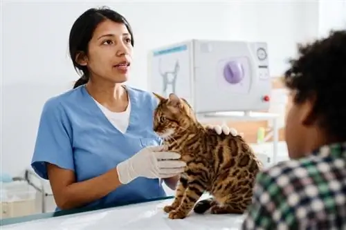 veterinario che controlla il gatto bengala