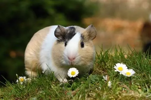 Meerschweinchen und Blumen