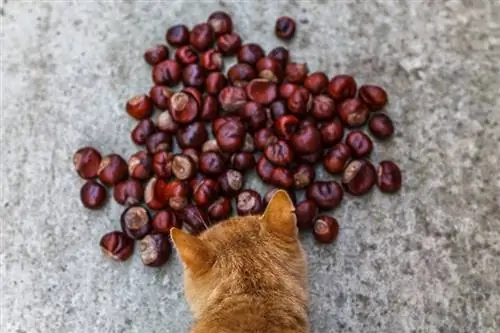 বিড়াল অখাদ্য চেস্টনাট শুঁকছে