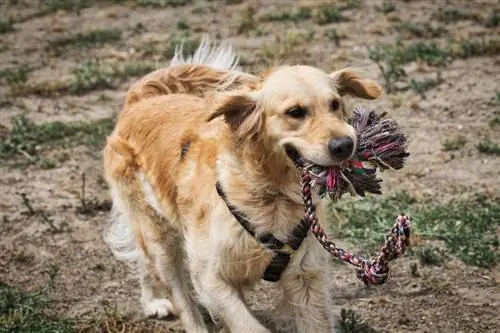 Golden Retriever biter en hundleksak