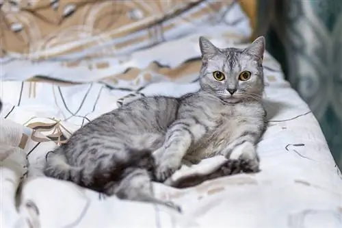 malaking british shorthair grey striped cat