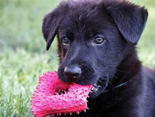 anak anjing gembala jerman hitam mengunyah mainan