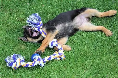 Duitse herder puppy spelen met een touw speelgoed