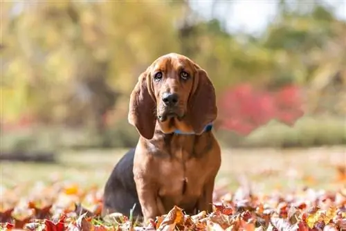 Basset Hound դիմանկարը դրսում աշնանը