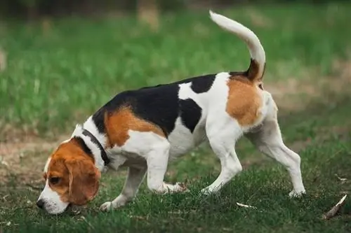 beagle vadászat