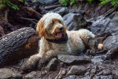 Merle Goldendoodle: Fakti, vēsture & Izcelsme (ar attēliem)