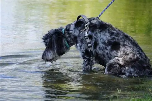 Merle goldendoodle pływanie w rzece