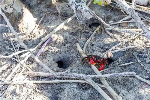 caranguejo de garra vermelha no mangue