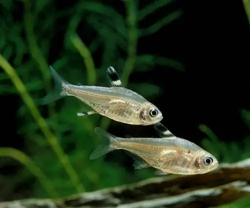 X-Ray Tetra