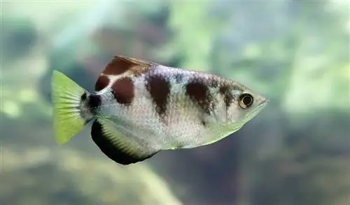 Շերտավոր Archerfish