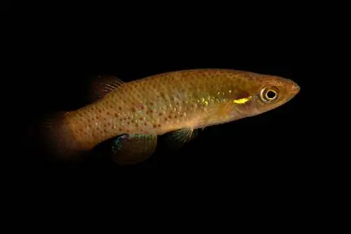 Golden topminnow