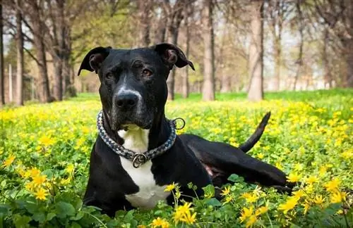 Amerikan Staffordshire Terrier