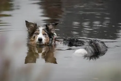 I pastori australiani sanno nuotare? A loro piace l'acqua?