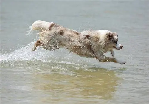 anjing gembala australia berlari di tepi sungai