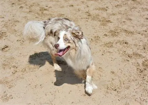 cão pastor australiano na praia