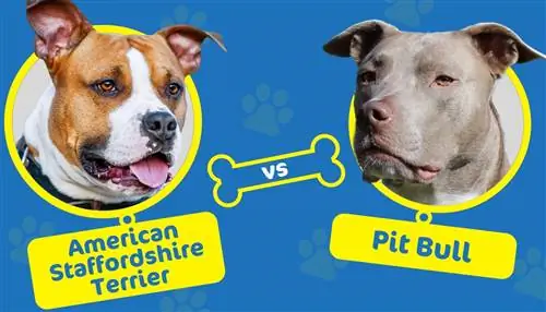 American Staffordshire Terrier contre Pitbull : quelles sont les différences ?