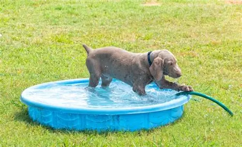 Cachorro Weimaraner en una piscina de plástico pateando la manguera de agua