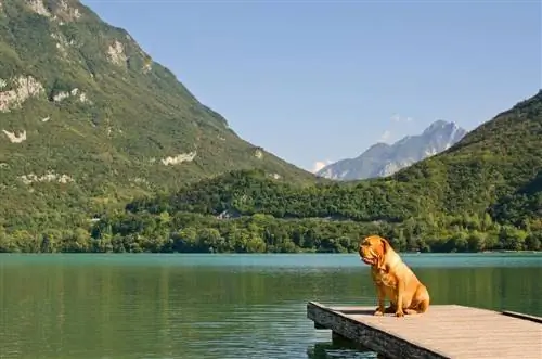 Können Mastiffs schwimmen? Schulung & Sicherheitstipps