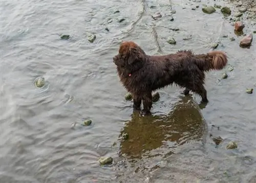 tibetaanse mastiffhond in de rivier