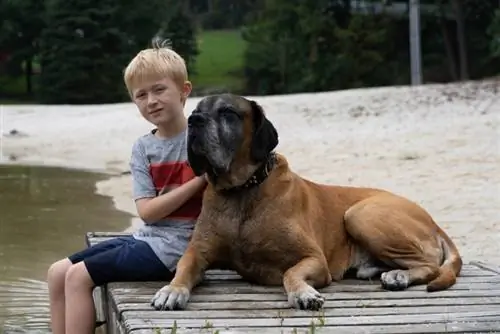 kleine jongen met engelse mastiff zitten