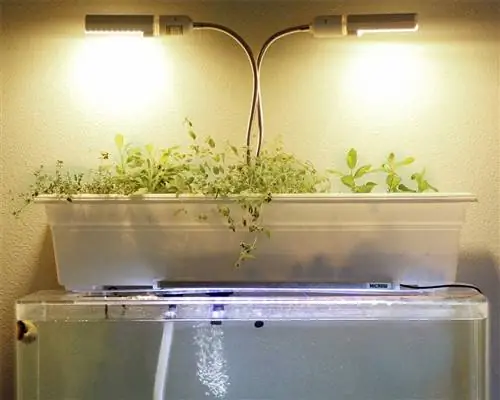 Hvordan lage et DIY Aquaponic Fish Tank Filter (7-trinns guide) (med bilder)