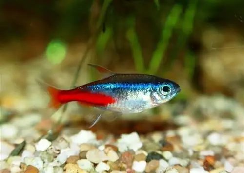 neon tetra balığı